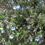 Lithodora hispidula Habit