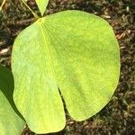 Bauhinia monandra Blatt