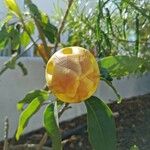 Solandra maxima Λουλούδι