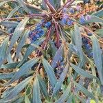 Mahonia fortunei Leaf