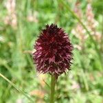 Gymnadenia nigra Flower