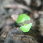 Dichondra carolinensis Feuille