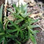 Glottiphyllum linguiforme Fuelha