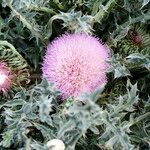 Carduus ballii Other