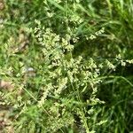 Poa pratensis Fleur