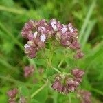 Origanum vulgareFlower