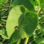 Abutilon mauritianum Levél