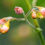 Heuchera americana 花