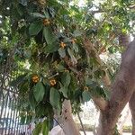 Ficus altissima Blomst