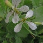 Raphanus raphanistrum Flower