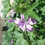 Malva setigeraBlomma