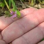 Cuphea ericoides Blomst