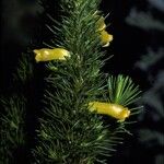 Erica patersonia Flower