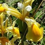 Iris orientalis Lorea