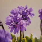 Primula glutinosa Blomst