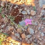 Scabiosa atropurpureaVirág