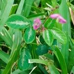 Desmodium uncinatum Leaf