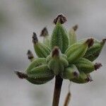 Thalictrum minus Fruit