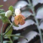 Kalanchoe fedtschenkoi Flor