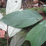 Licania affinis Frunză