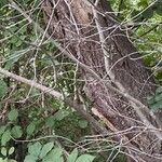 Crataegus punctata Bark