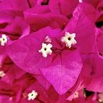 Bougainvillea glabraBlomst