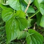 Viola sororia Leaf