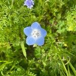 Nemophila menziesii Květ