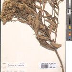 Vernonia lualabaensis Other