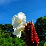 Cheilocostus speciosus Blüte