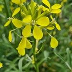 Erysimum rhaeticum Flower