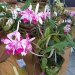 Cattleya intermedia Květ