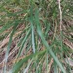 Achnatherum calamagrostis Leaf