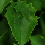 Doronicum austriacum Leaf