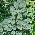Angelica atropurpurea Hoja