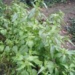 Chenopodiastrum murale Habit