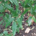 Morus mesozygia Leaf