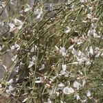 Retama rhodorhizoides Іншае