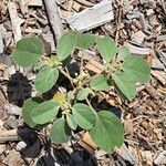 Croton monanthogynus Blad