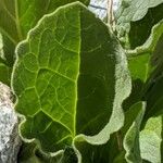 Doronicum grandiflorum Blad