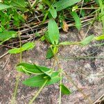 Persicaria sagittata Leaf