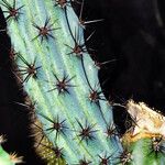 Cereus aethiops Leaf