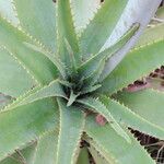Aloe christianii Hoja