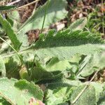 Scabiosa vestita Levél