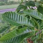 Castanea mollissima Leaf