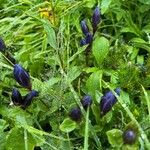 Gentiana calycosa 花