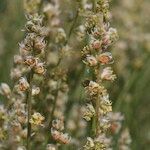 Reseda complicata Flower