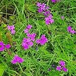 Verbena bipinnatifidaCvet