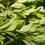 Cavendishia capitulata Leaf