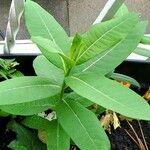 Asclepias purpurascens Leaf